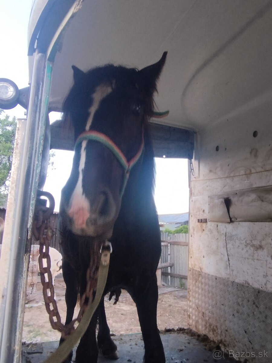 Preprava zvierat - 2