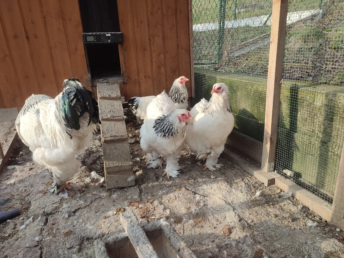 Nasadove vajíčka Brahmanky - 2