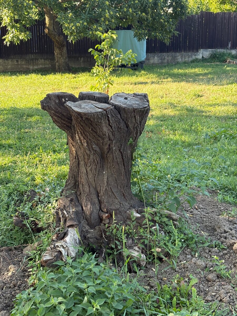 Peň stromu - 2