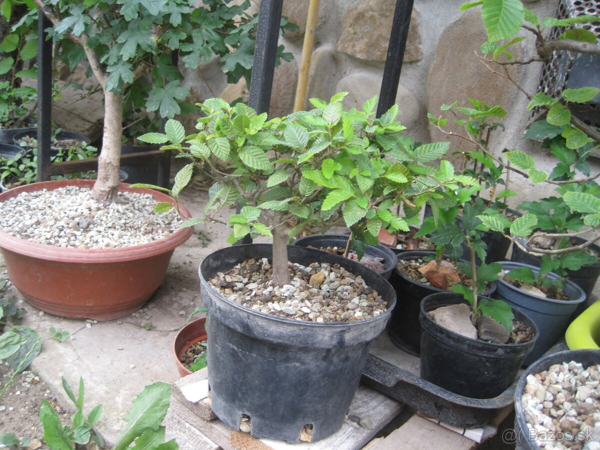 bonsai,bonsaj-hrab 3 shohin - 2