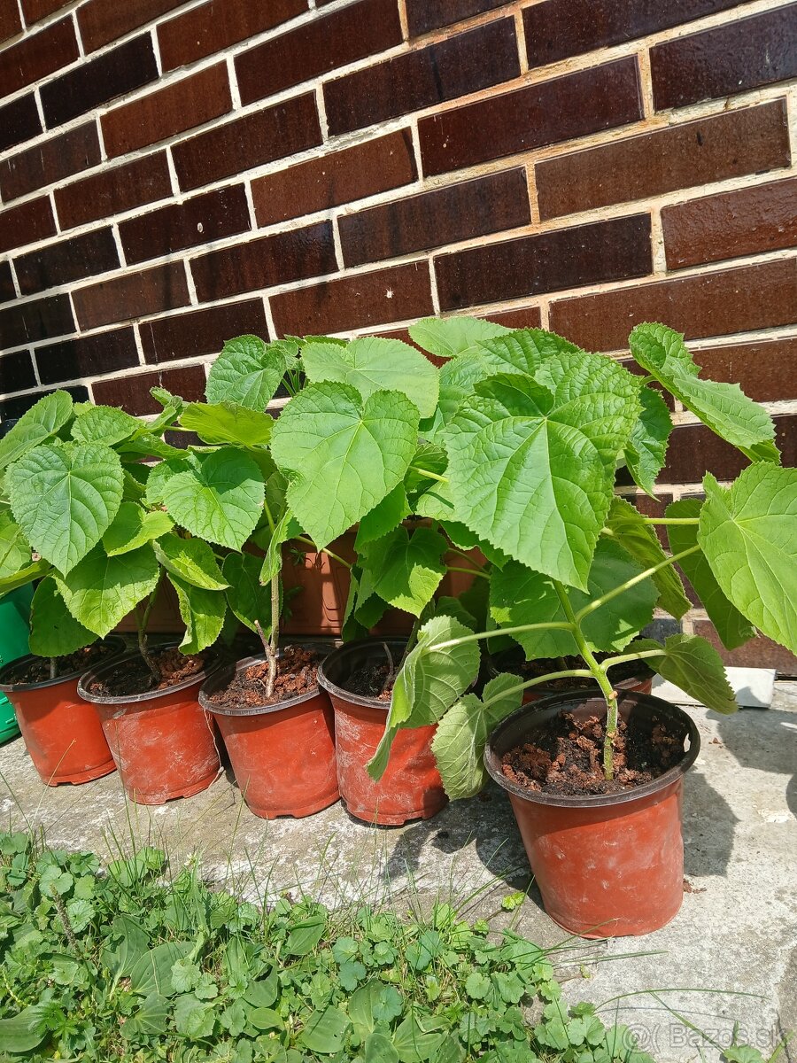 Sadenice Paulownia Tomentosa - 2