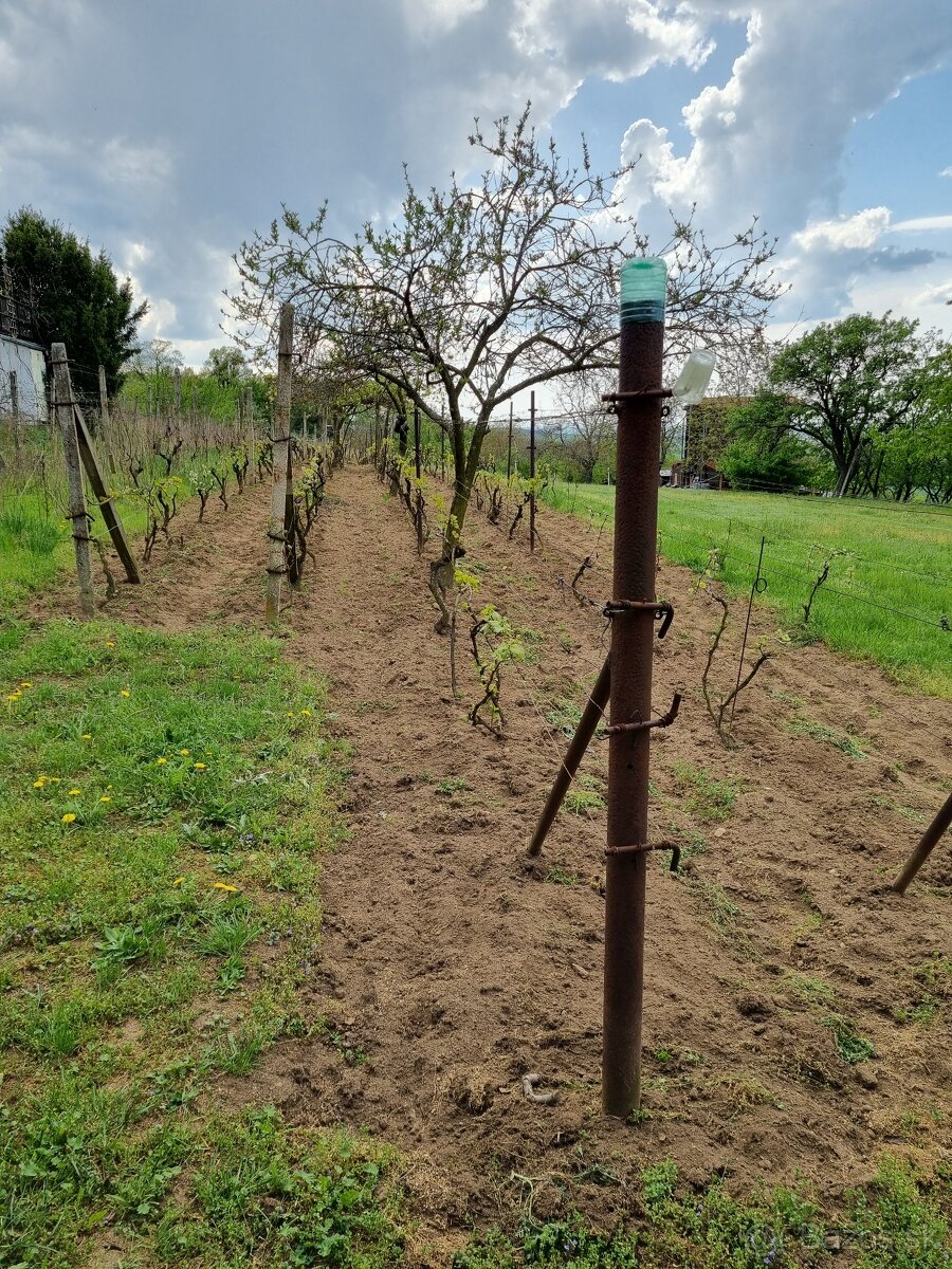 Na predaj vinohrad v meste Skalica - lokalita Žobráky - 2