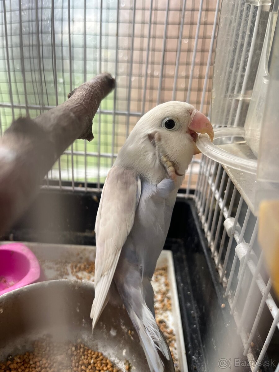 Agapornis fisher - 2