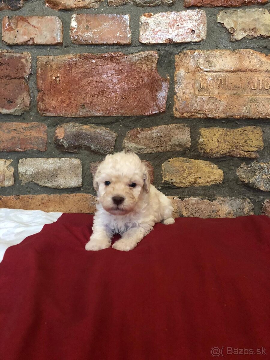 Lagotto Romagnolo - 2