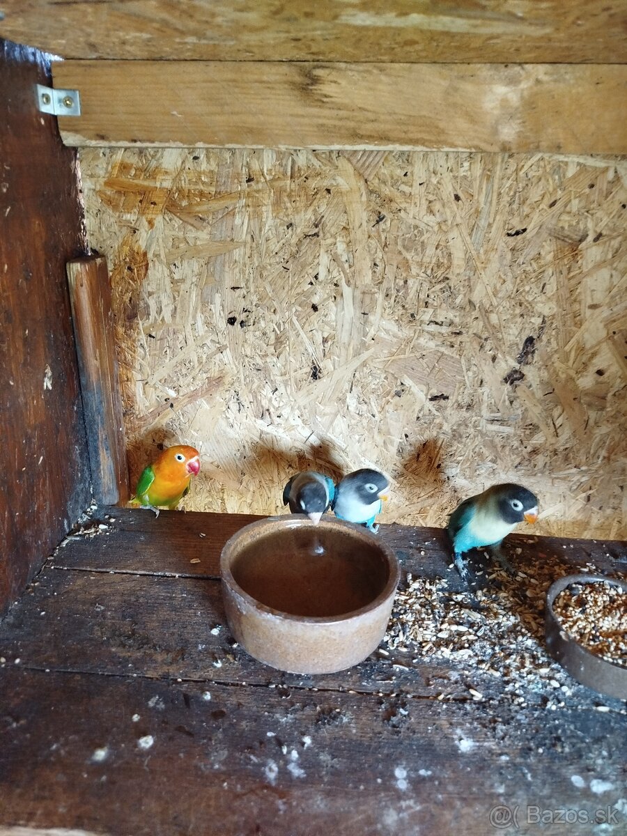 AGAPORNIS ŠKRABOŠKOVY A FISCHER - 2