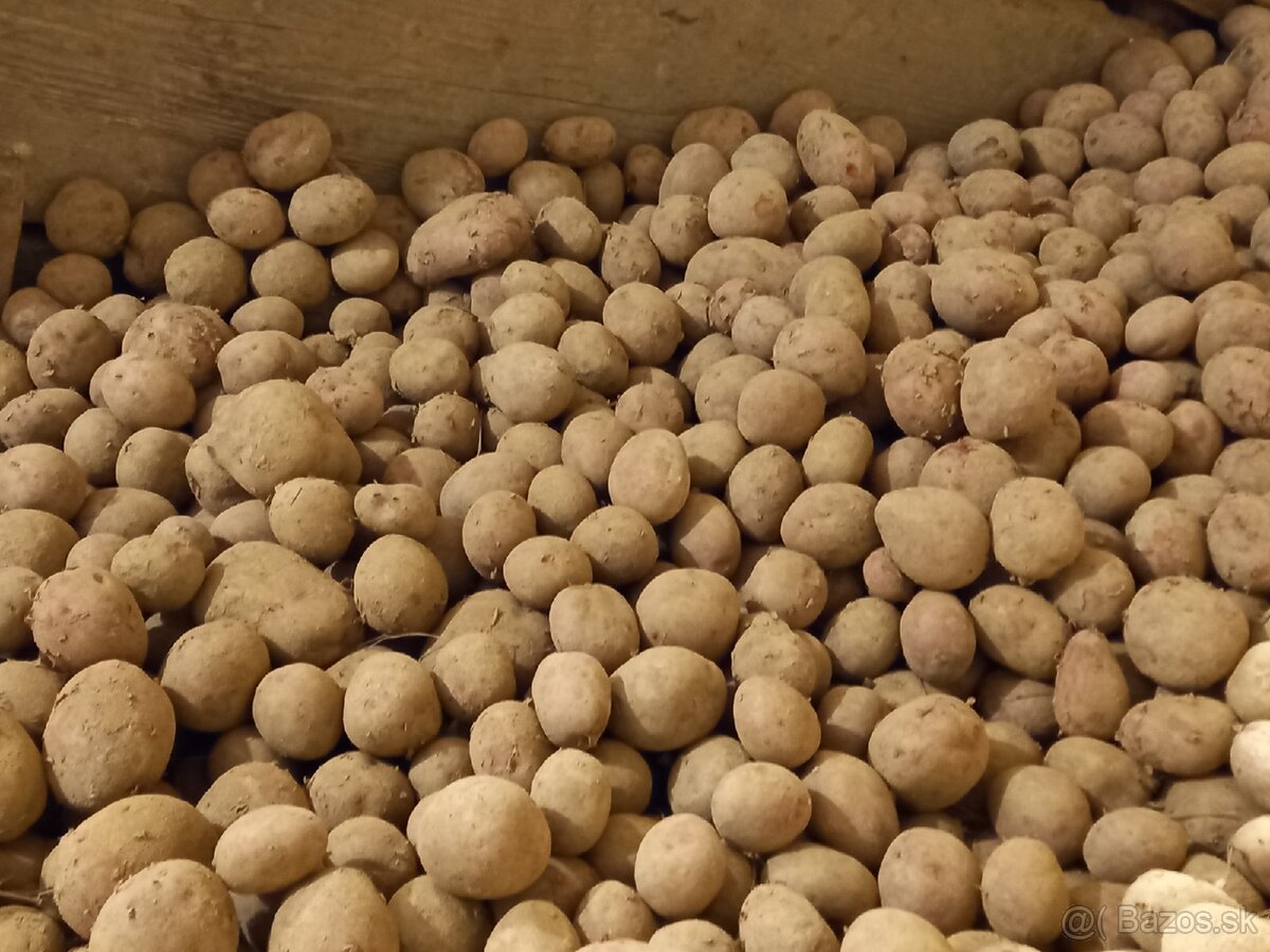 domace zemiaky red anna - 2