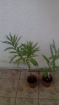 Oleander - 2