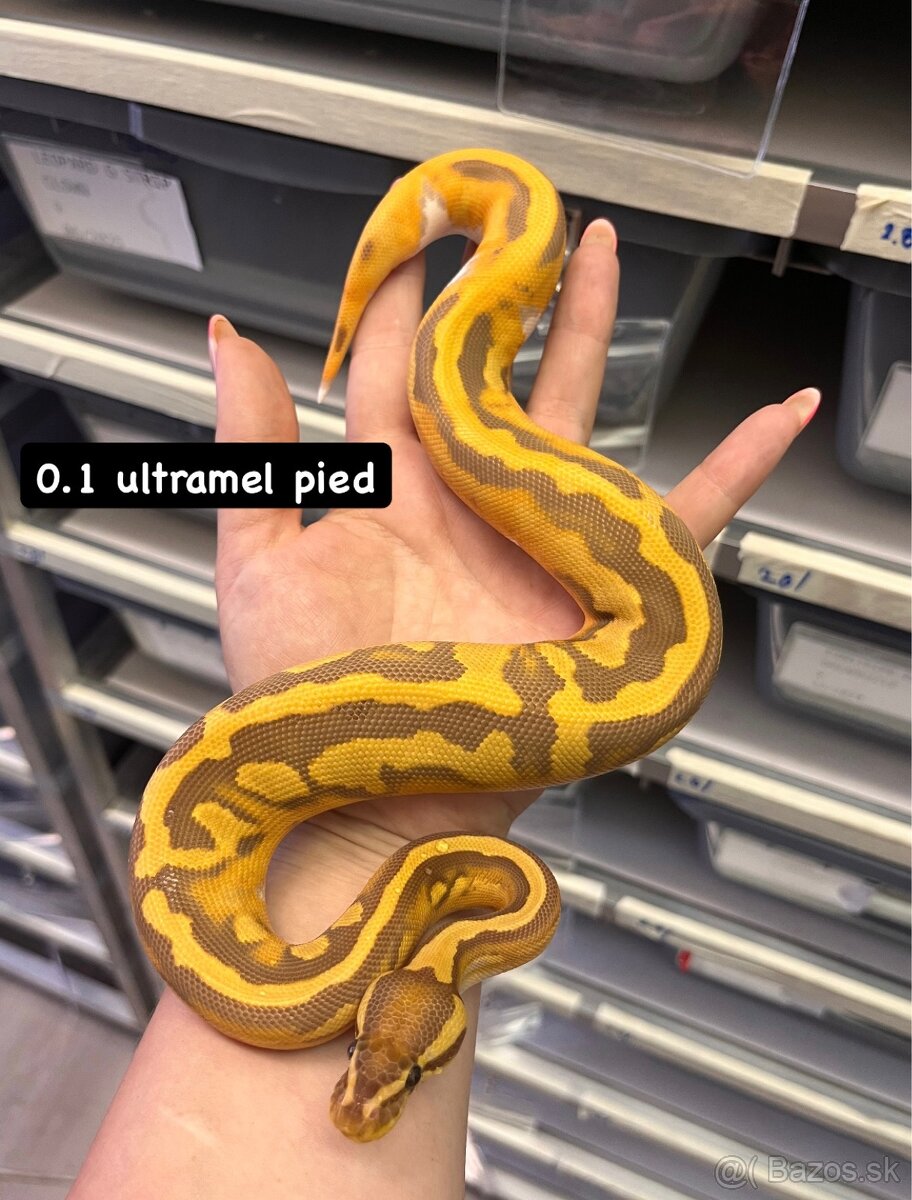 Python regius - 2