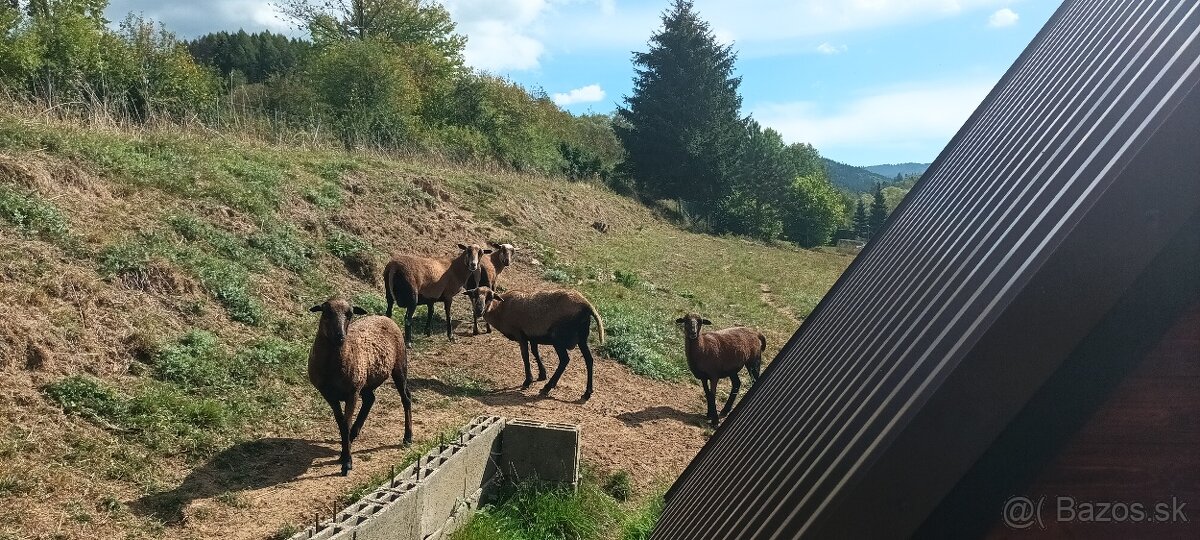 Predám mladé ovečky - 2