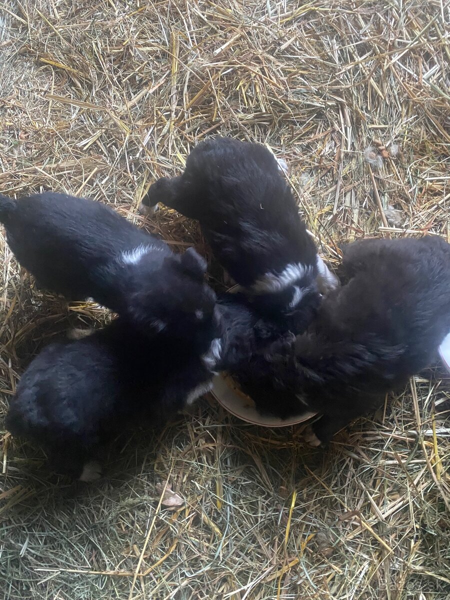 Ponúkam na predaj krásne šteniatka - 2