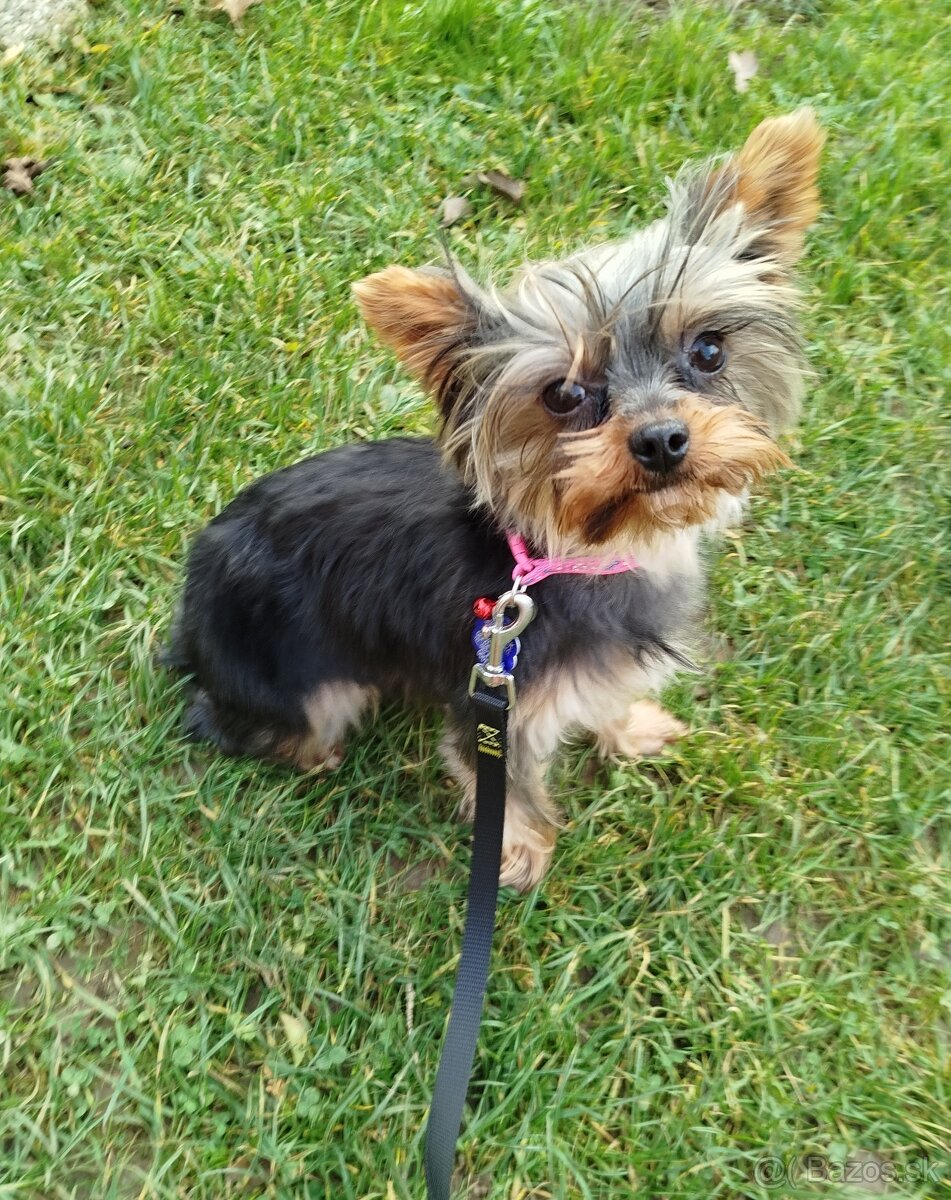 Predám ročnú fenku Yorkshire teriér - 2