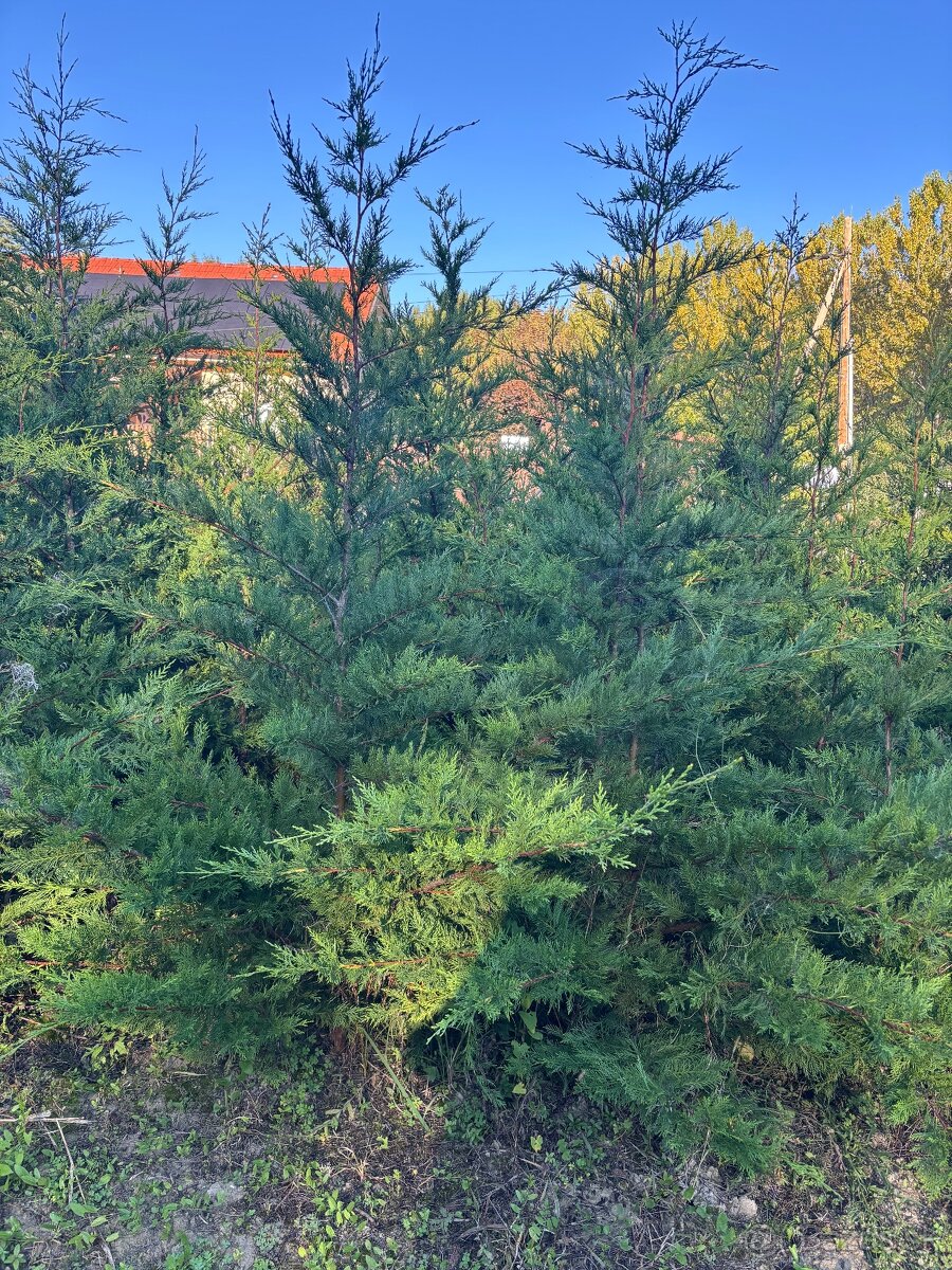 Cyprustek leylandsky - 2