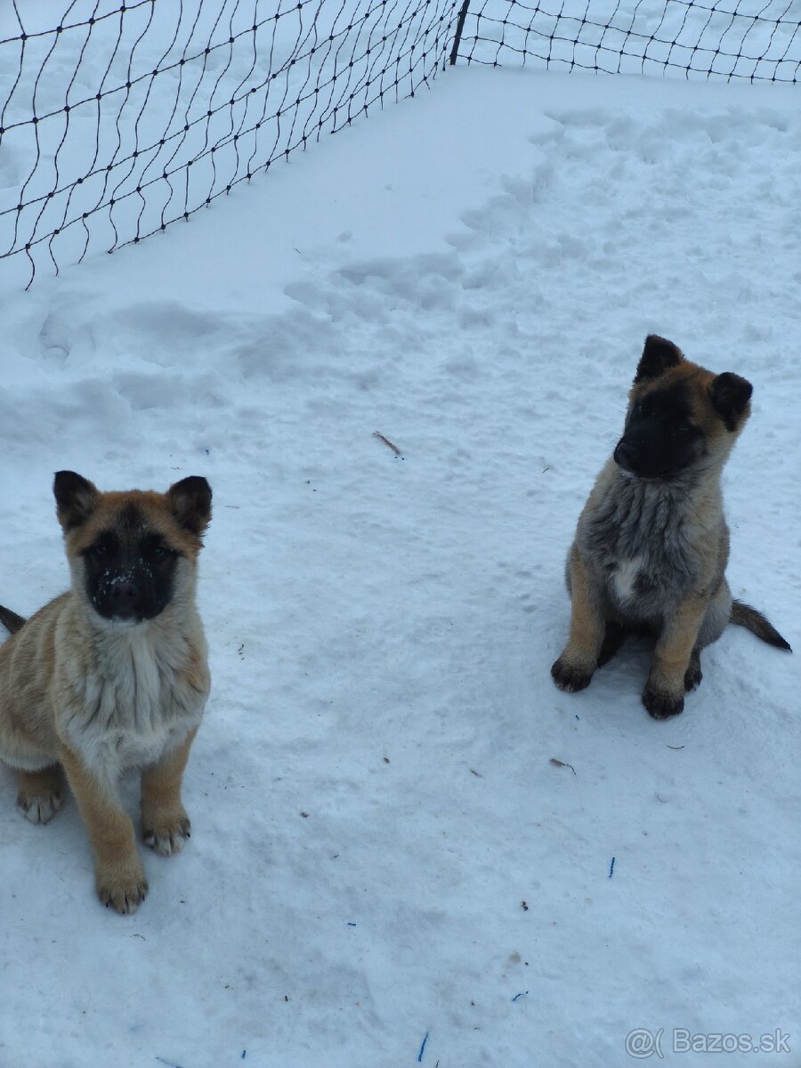 Predám šteniatka - 2