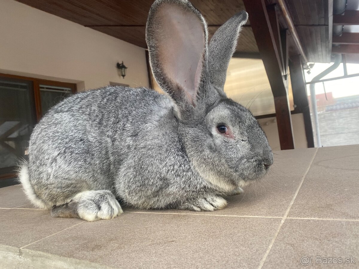 Belgický obor činčilový - 2