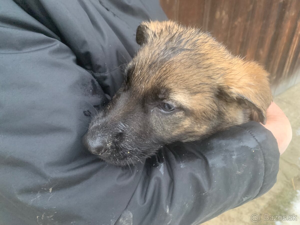 Nemecký ovčiak šteniatka - 2