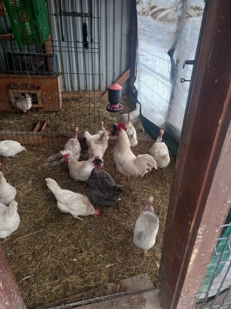 Nasadové vajička - 2