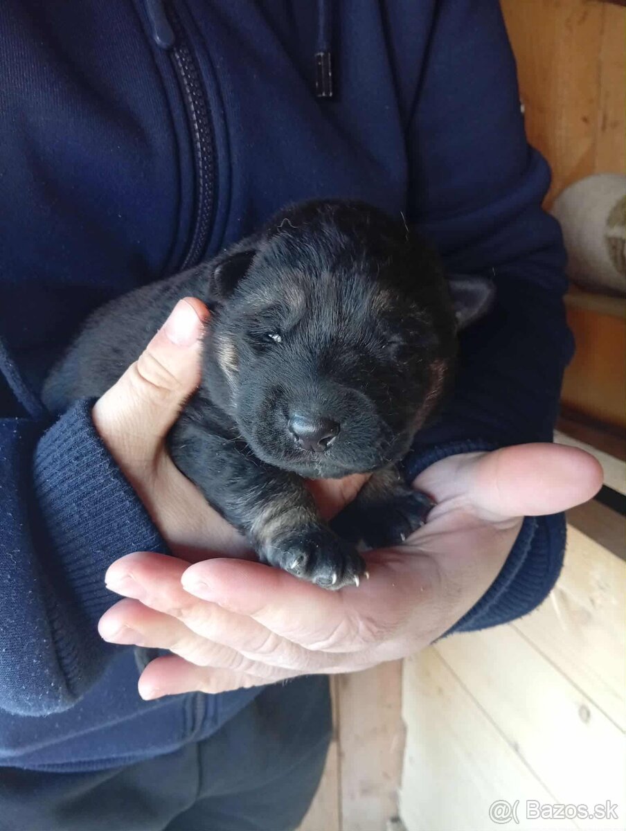 Rezervacia na šteniatka - 2
