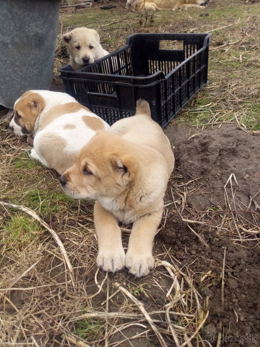 Prodám štěňata stredoázijských ovčáku - 2