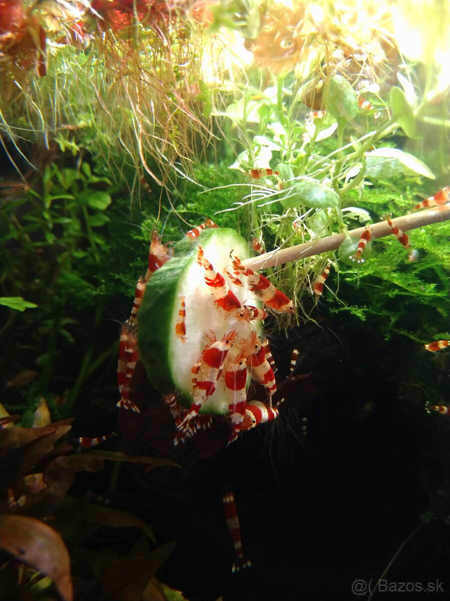 Krevety Caridina Crystal Red +Neocaridina Red rili - 2