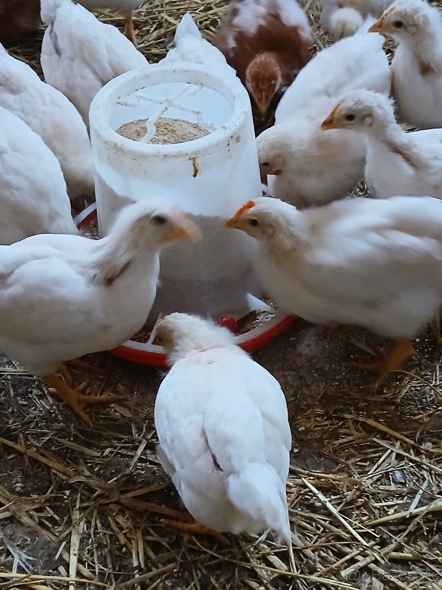 Lohman brovn clasic - 2