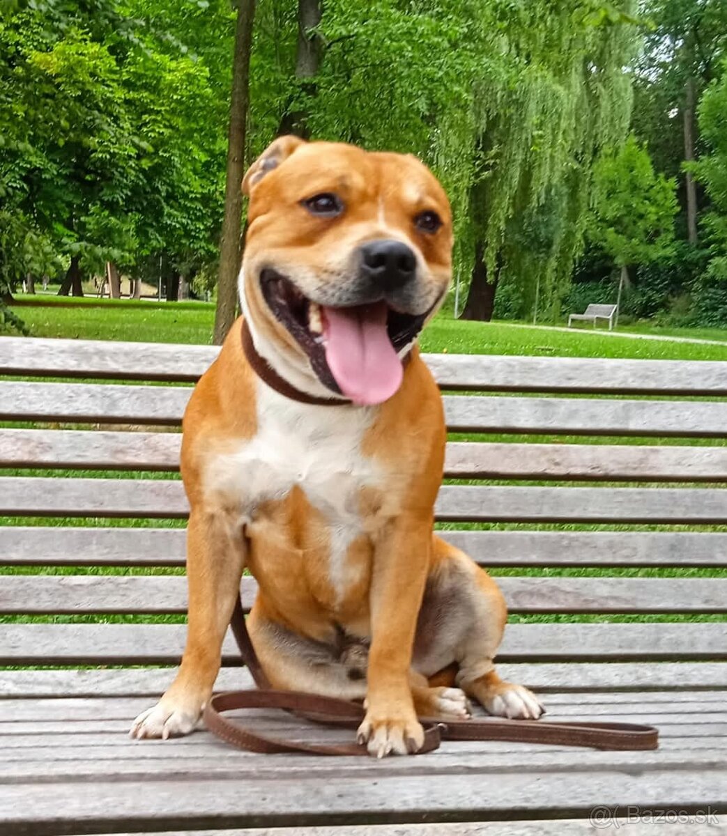 stafordšírsky bulteriér - 2