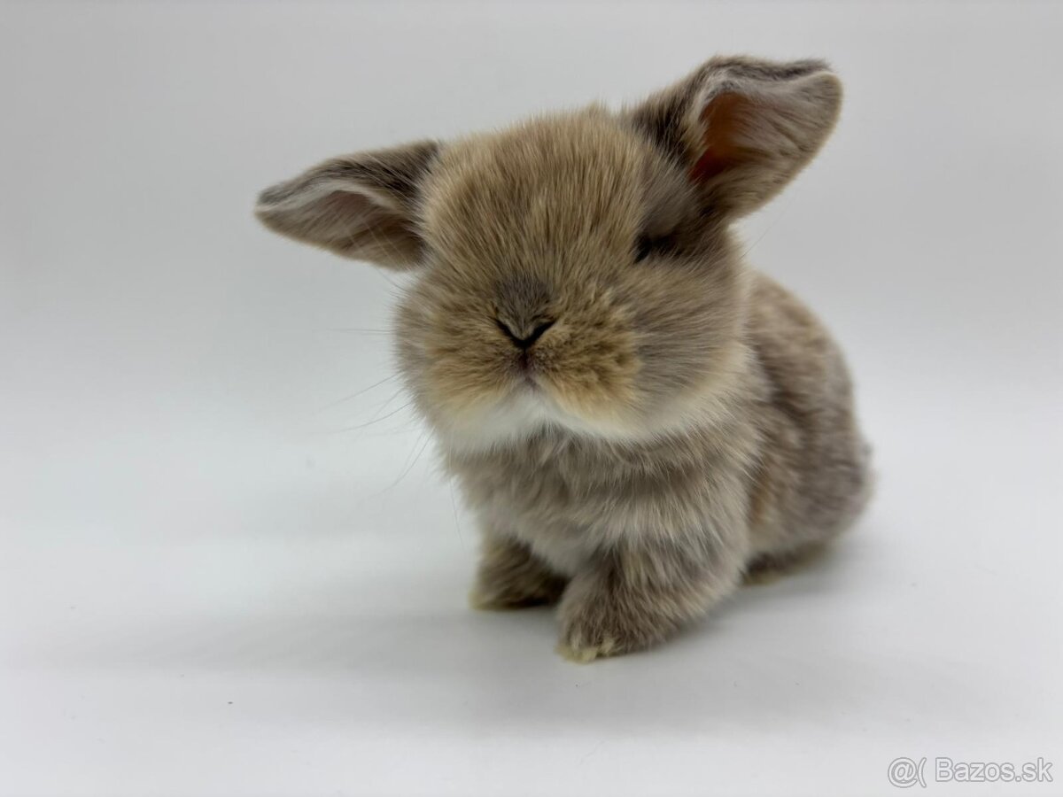 🐰 REZERVÁCIA a PREDAJ KRÁLIČKA 🐰 - 2
