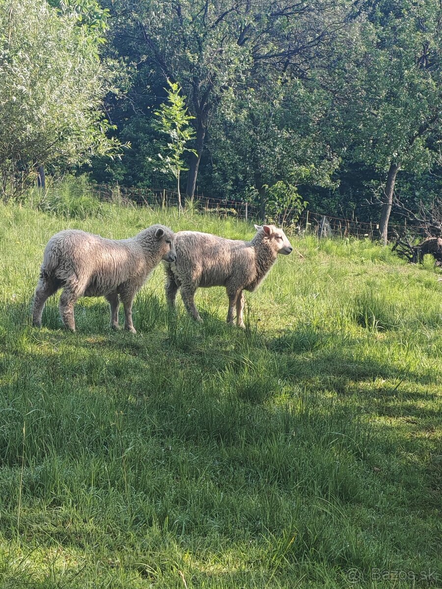 Marsh Romney - Kent - 2