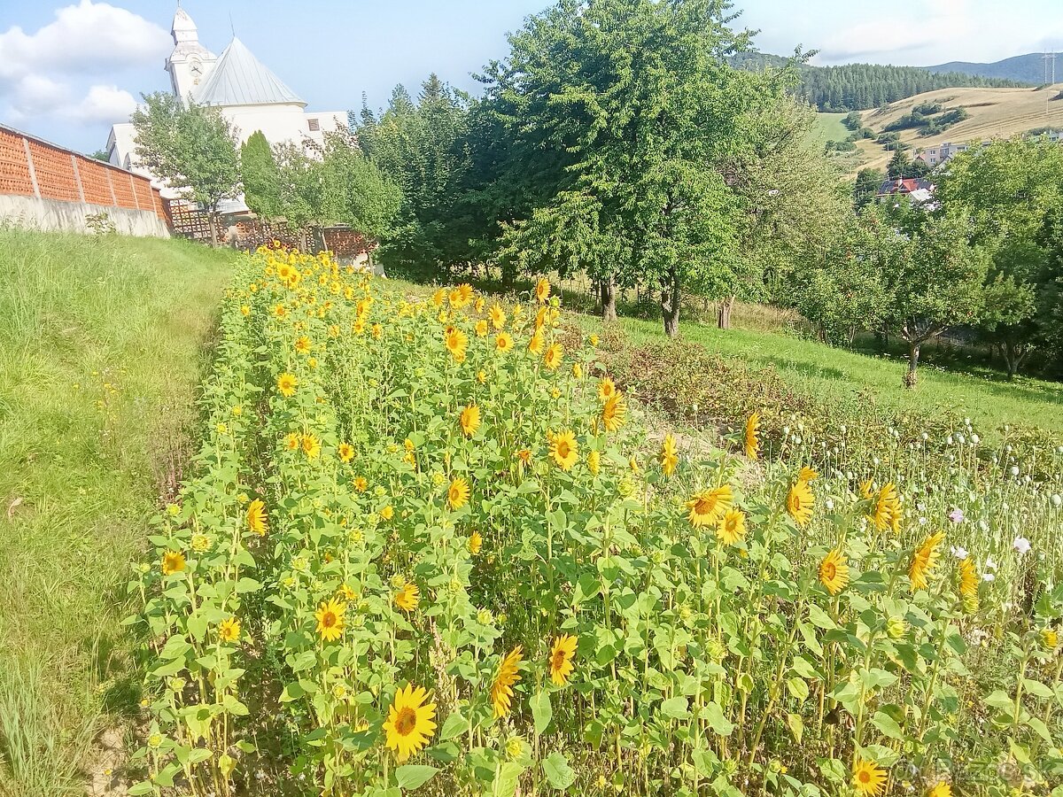 Slnečnica 🌻 - 2