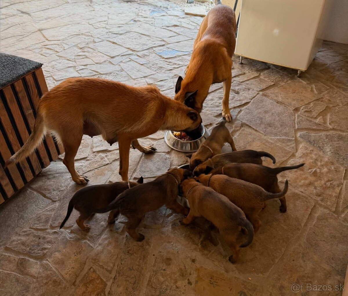 Belgicky ovĉiak,Malinois - 2