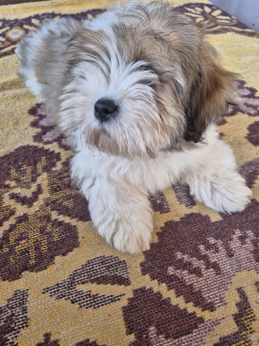 Šteniatka Lhasa Apso bez PP - 2