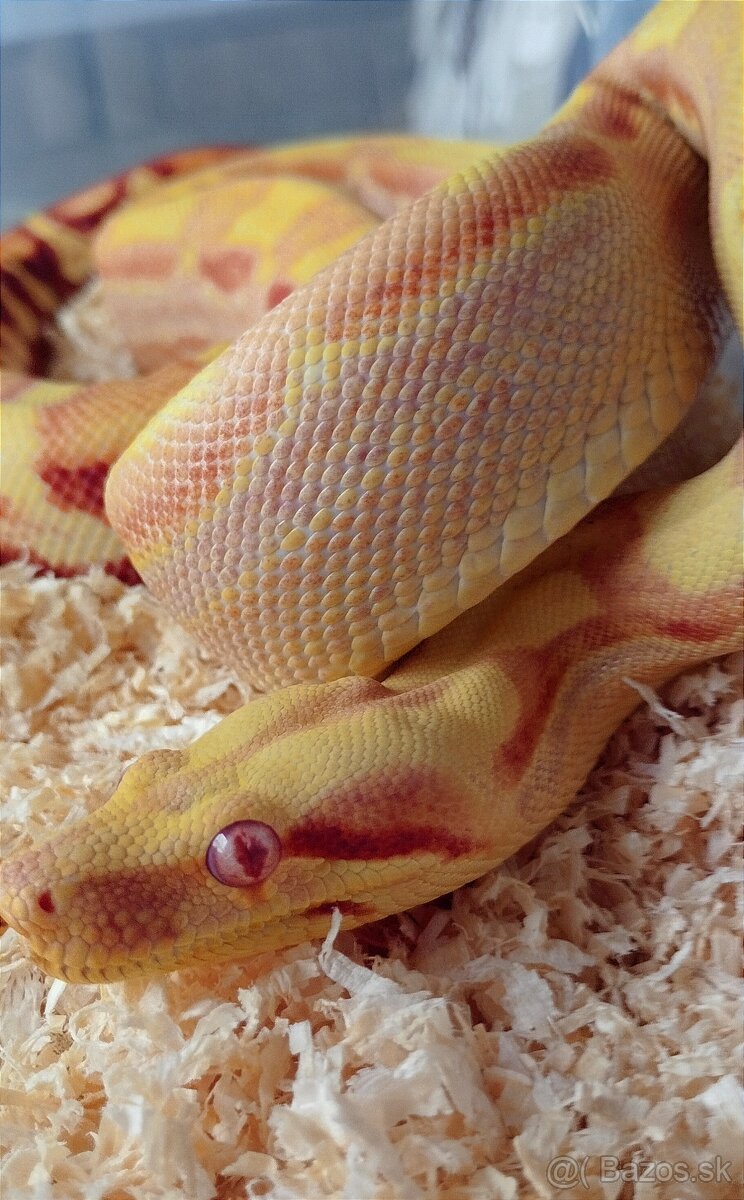 Boa - 2