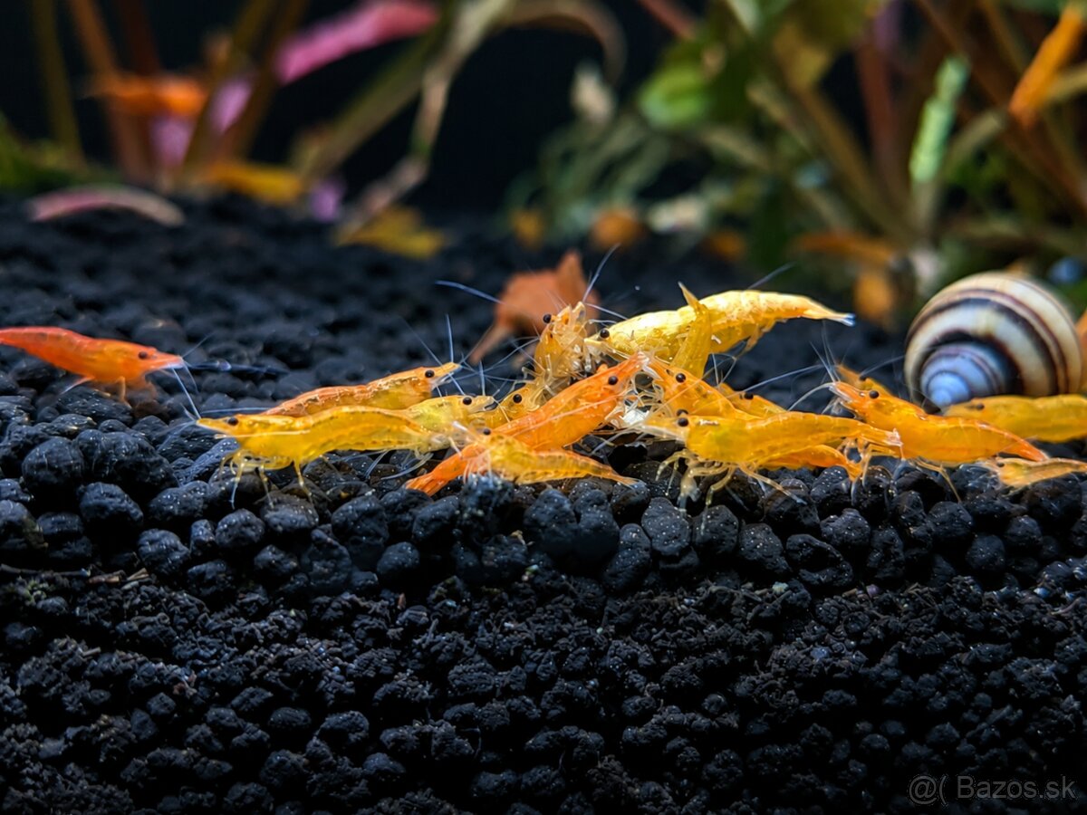 Predám krevety Neocaridina davidi Orange - 2