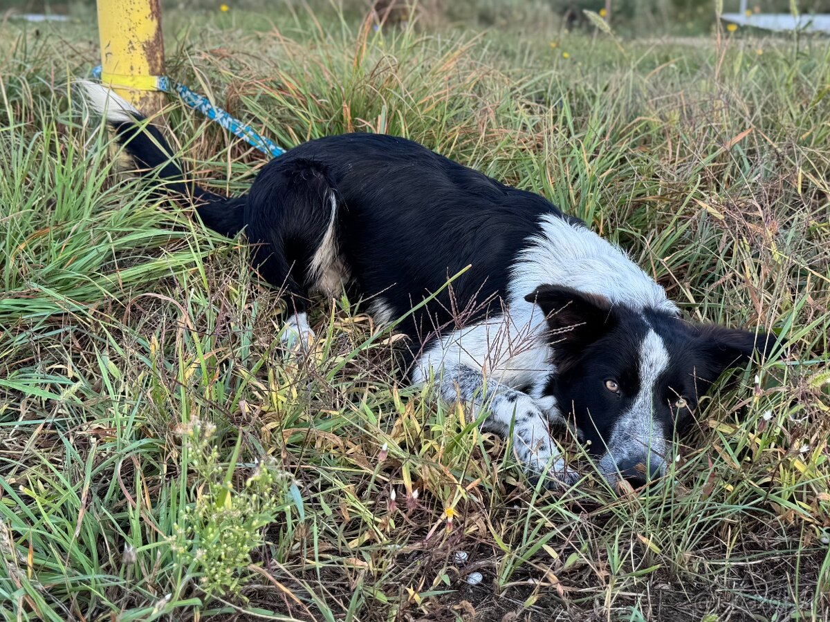 Border collie psik - 2