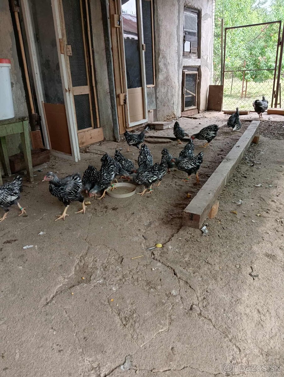 Wyandotka zdrobnela čiernolemovaná - 2