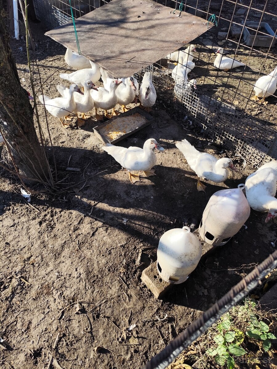 Pyžmova kačica, čínska - 2