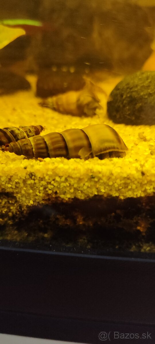 Slimák Brotia herculea +Gupky - 2
