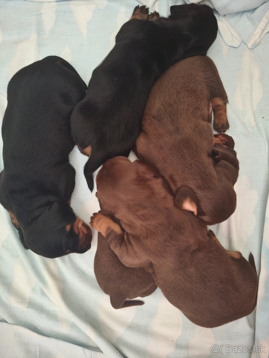 Kriytie jazvecik trpaslíci krátkosrstý - 2