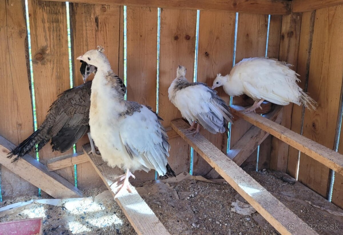 Predám mladé minuloročné pávy rôznych mutácii - 2