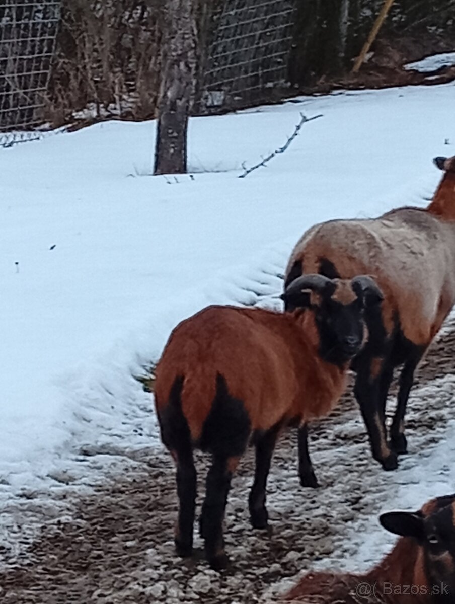 Kamerunský ovce - 2