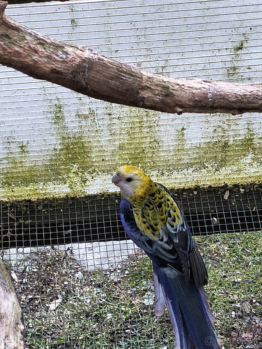 Rozela Žltohlava - 2