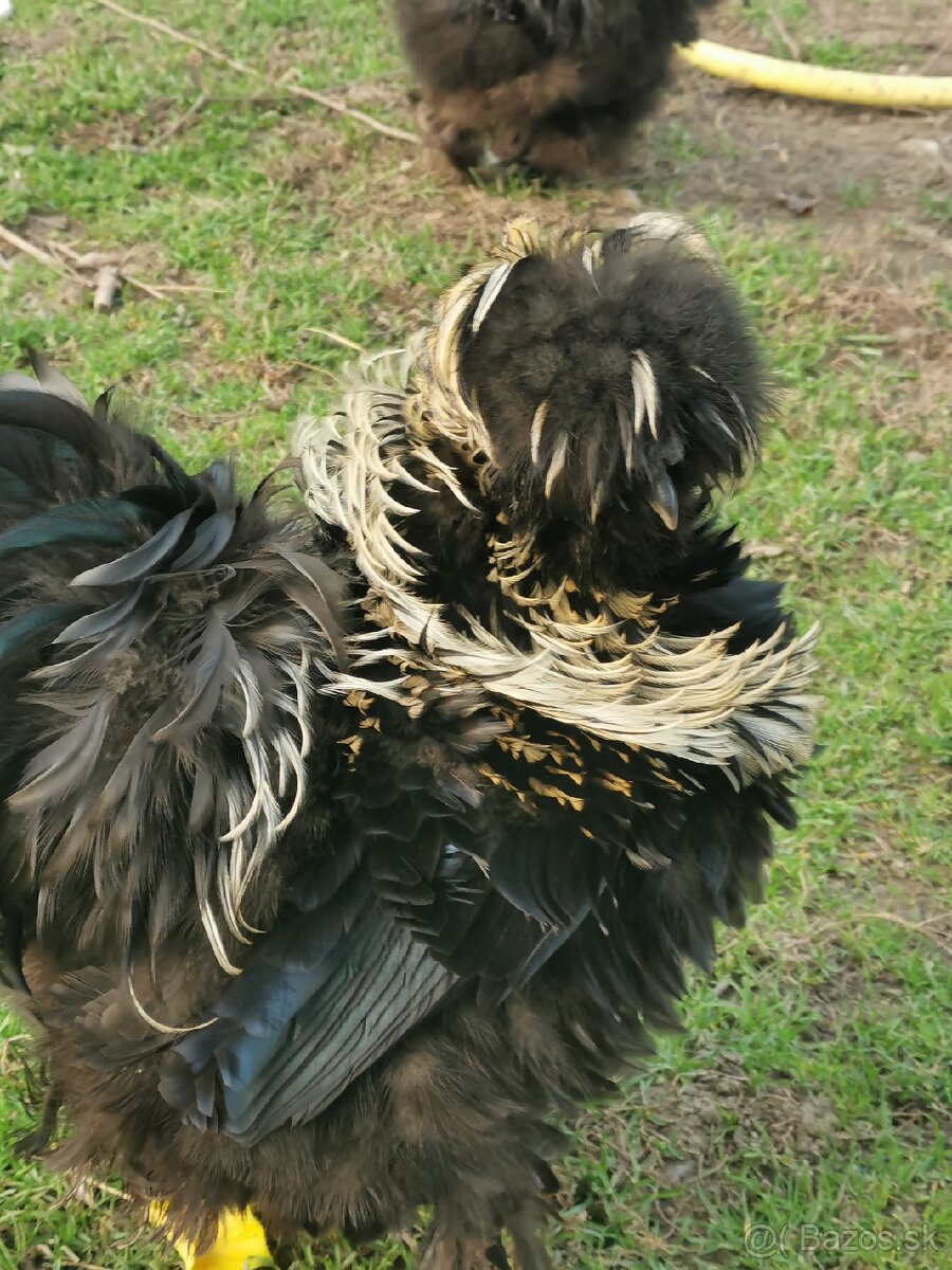 Nasadové vajíčka hodvábnicka - 2