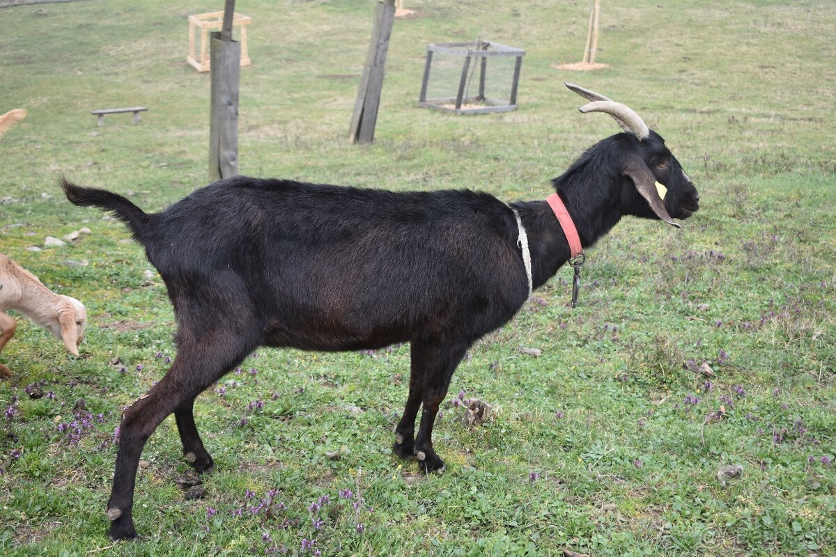 Predam podielove Anglonubijske kozy - 2