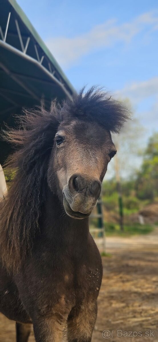 Minihorse - 2