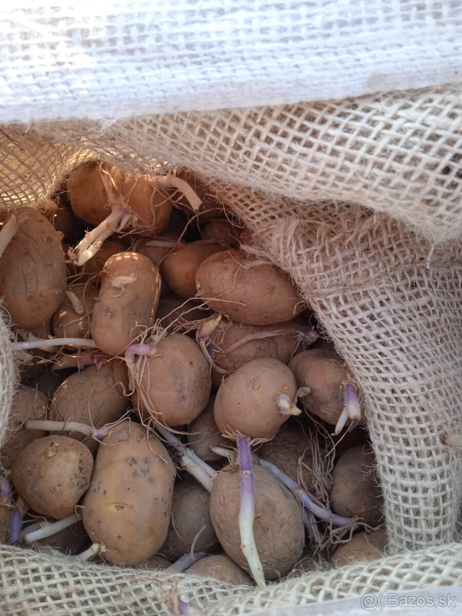 Sadbové zemiaky agria - 2