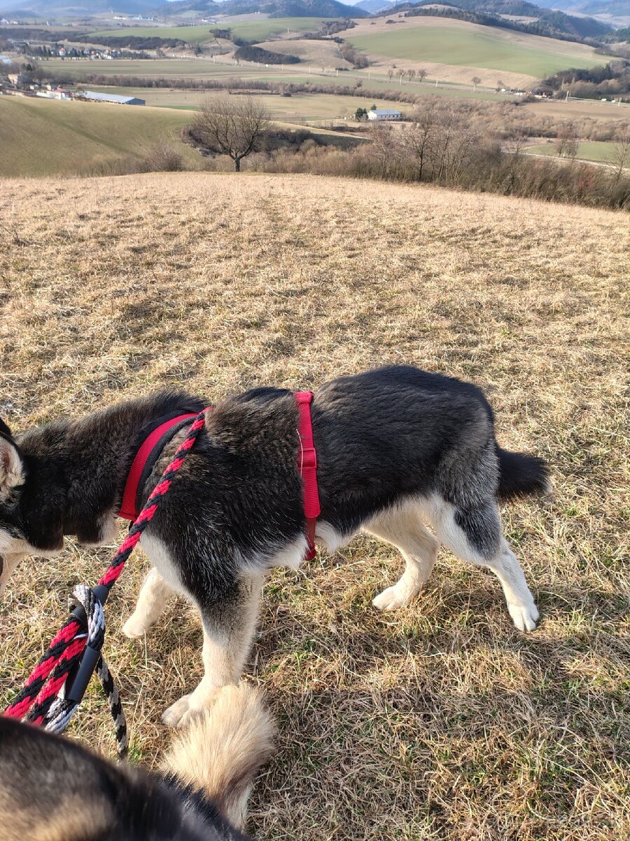 Sibírsky Husky fenka - 2