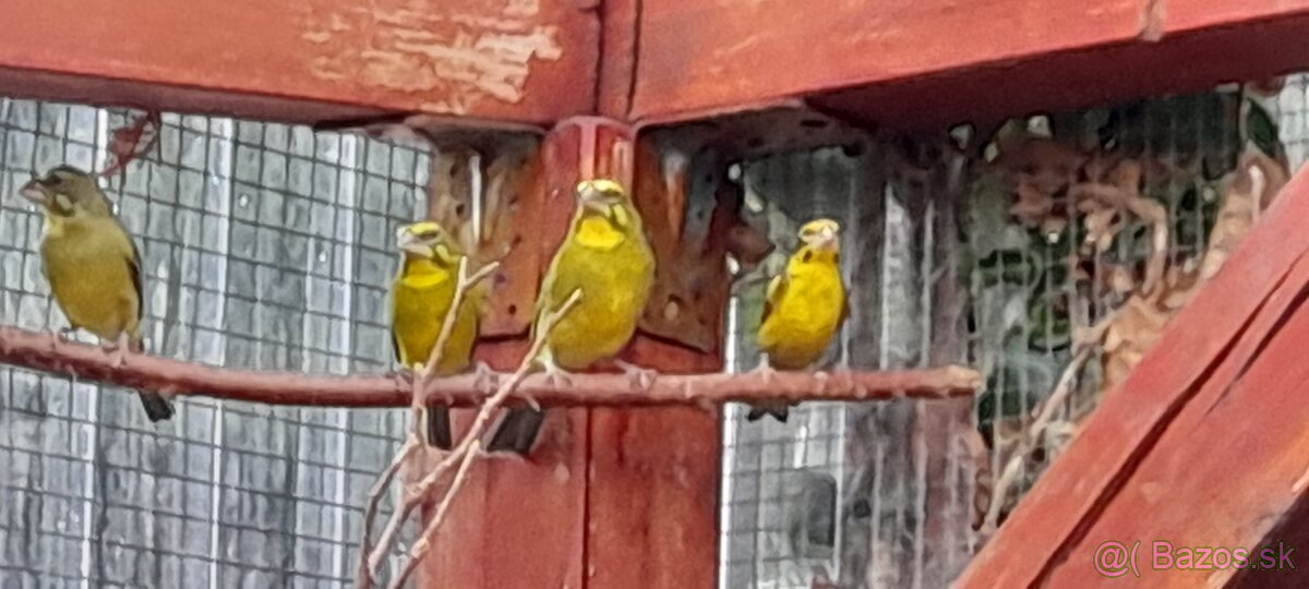 Drobotina Zvonohlik - 2