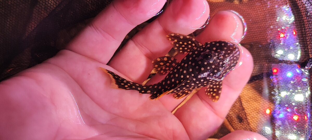 Baryancistrus sp L018 Golden nugget - 2