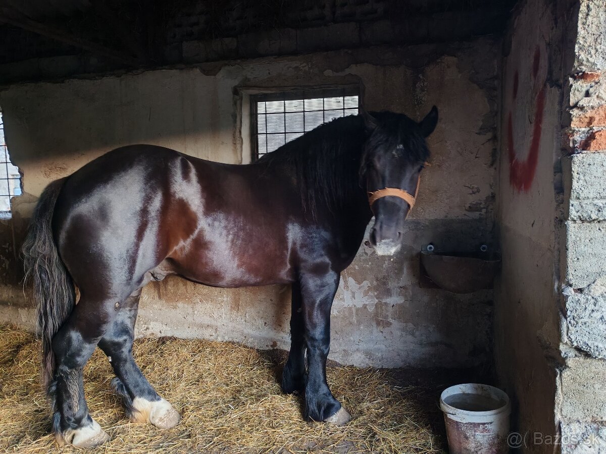 Predám Ťažného Žrebca - 2