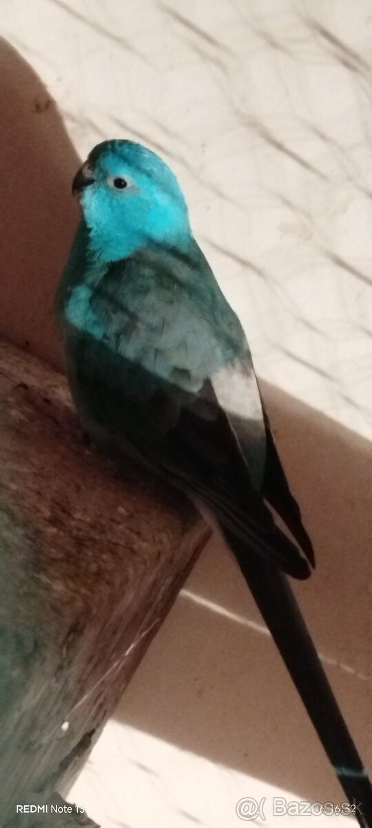 Papagáj spevavy - 2