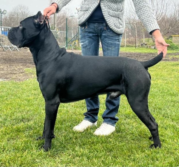 Krytie Cane corso - 2